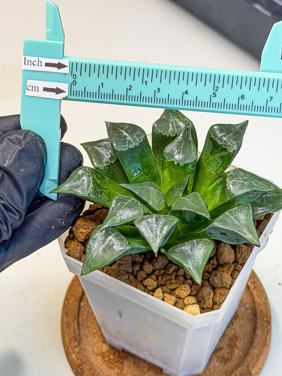 Haworthia Muke (wa3) (pp) | Rare Hybrids