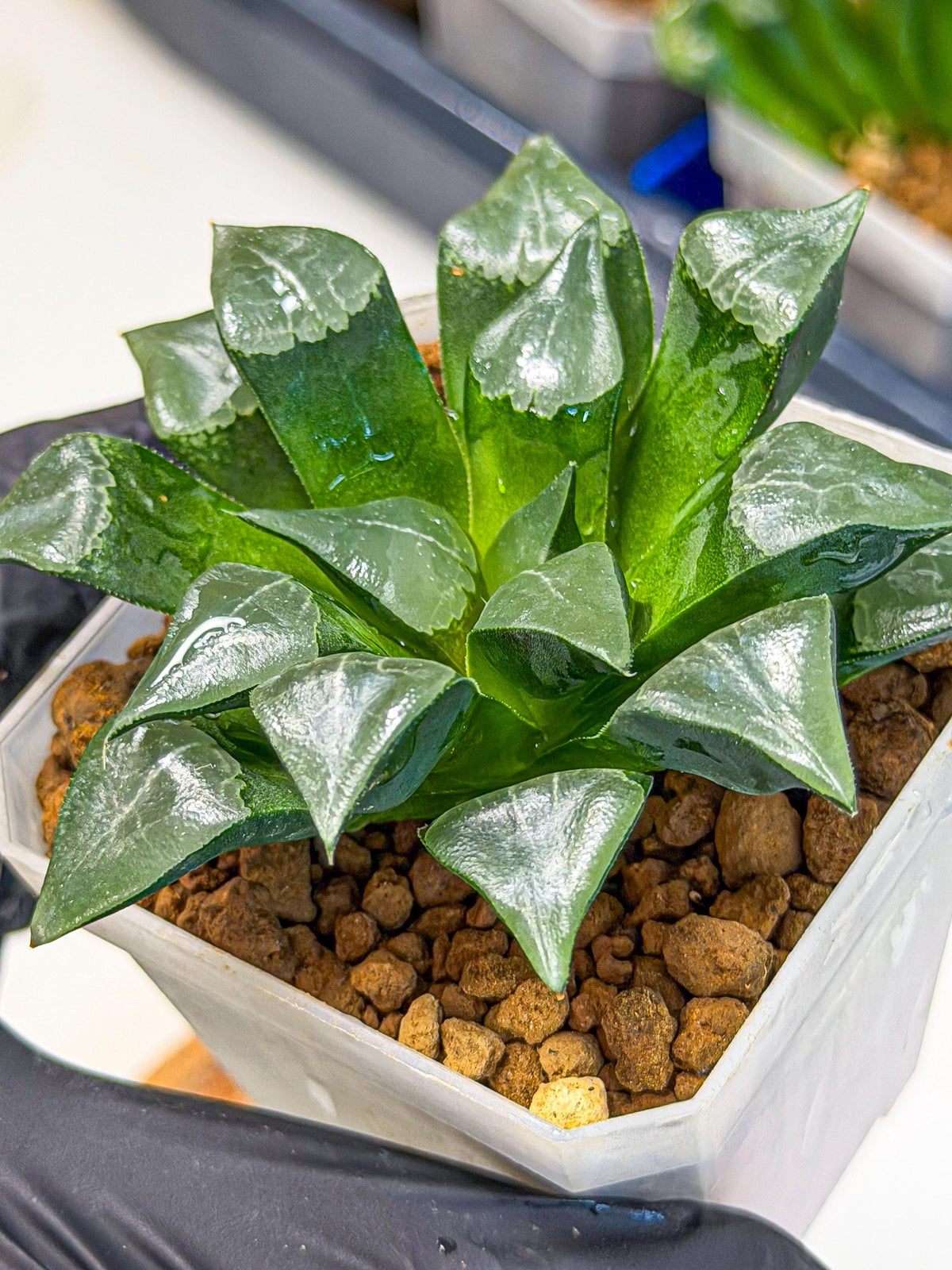 Haworthia Muke (wa3) (pp) | Rare Hybrids