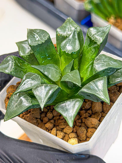 Haworthia Muke (wa3) (pp) | Rare Hybrids