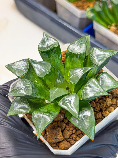 Haworthia Muke (wa3) (pp) | Rare Hybrids