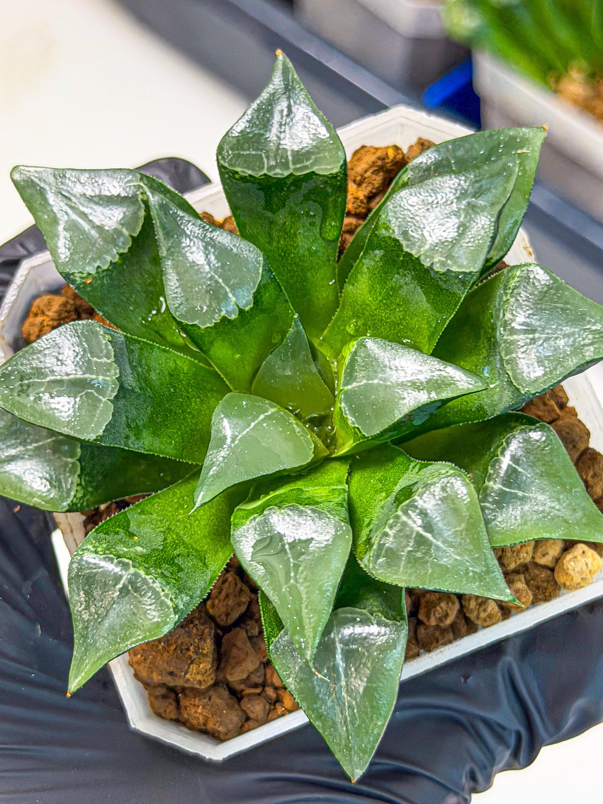 Haworthia Muke (wa3) (pp) | Rare Hybrids