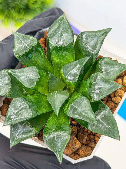 Haworthia Muke (wa3) (pp) | Rare Hybrids