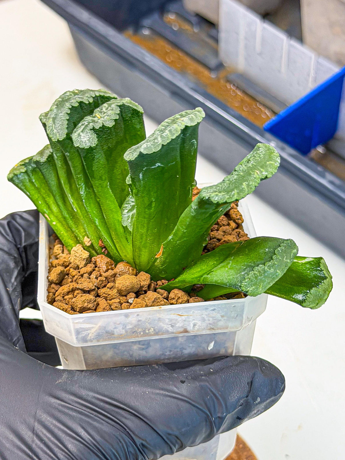 Haworthia Shoubing (wa3) (yy) | Rare Hybrids
