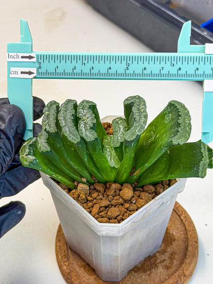 Haworthia Shoubing (wa3) (yy) | Rare Hybrids