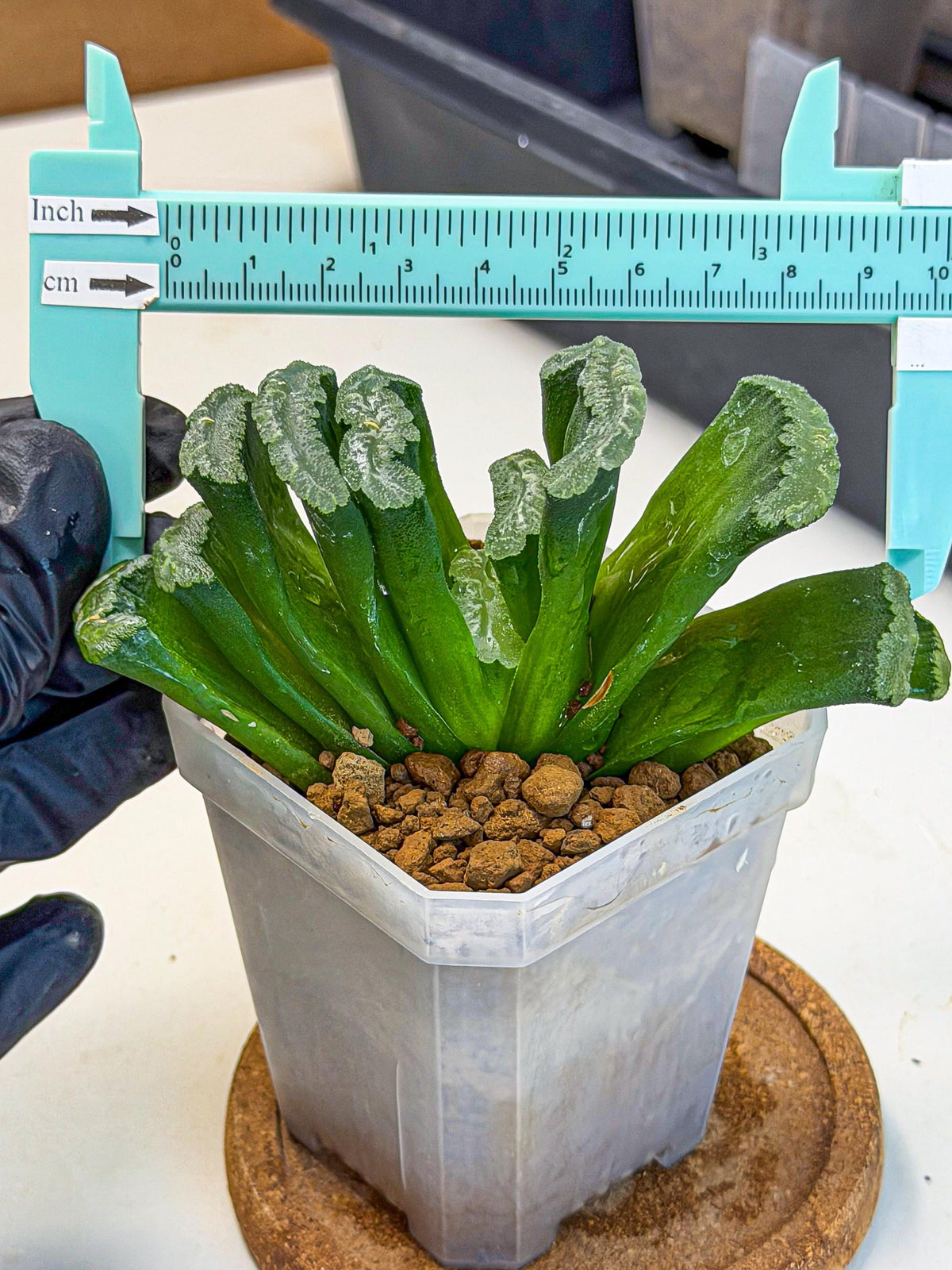 Haworthia Shoubing (wa3) (yy) | Rare Hybrids