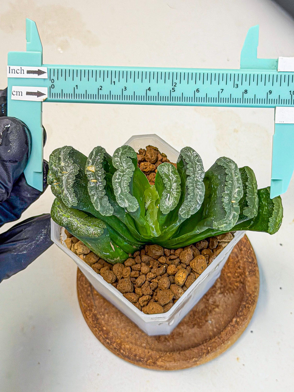Haworthia Shoubing (wa3) (bb) | Rare Hybrids