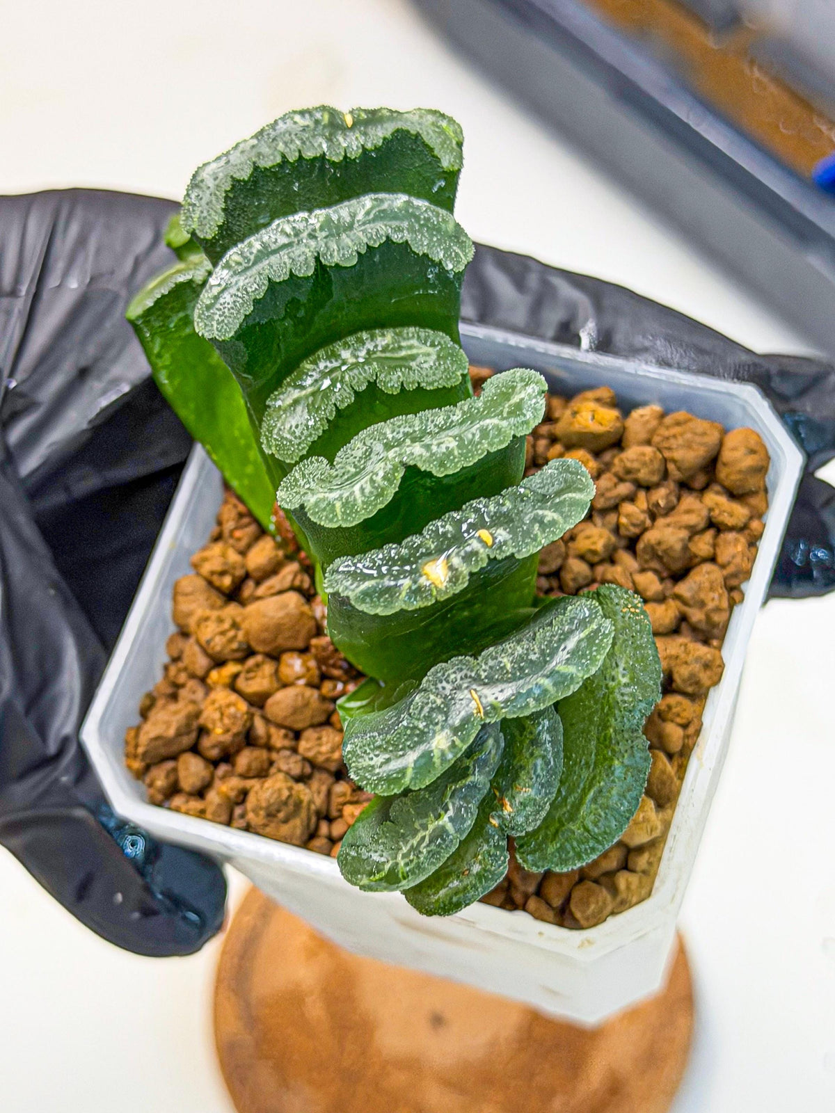 Haworthia Shoubing (wa3) (bb) | Rare Hybrids