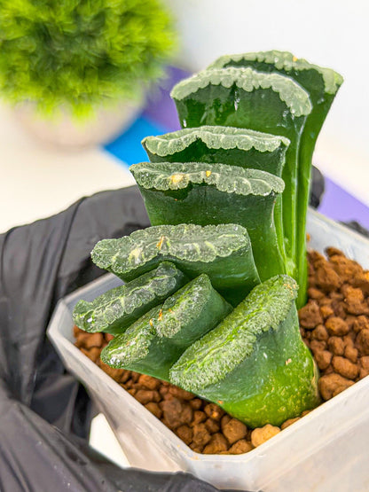 Haworthia Shoubing (wa3) (bb) | Rare Hybrids
