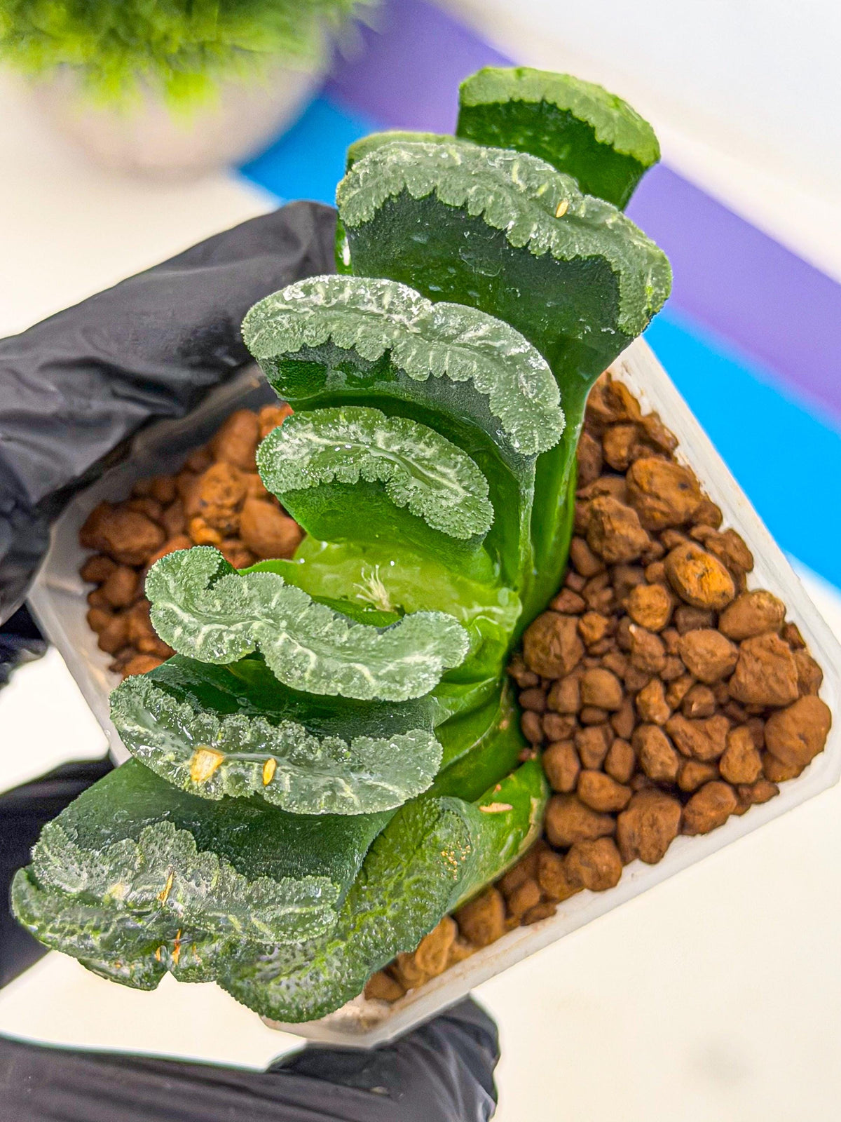 Haworthia Shoubing (wa3) (bb) | Rare Hybrids
