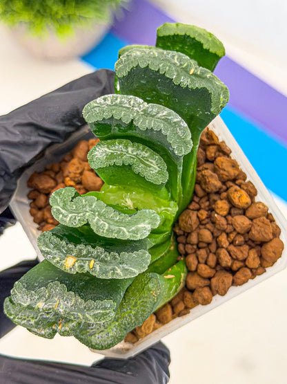 Haworthia Shoubing (wa3) (bb) | Rare Hybrids