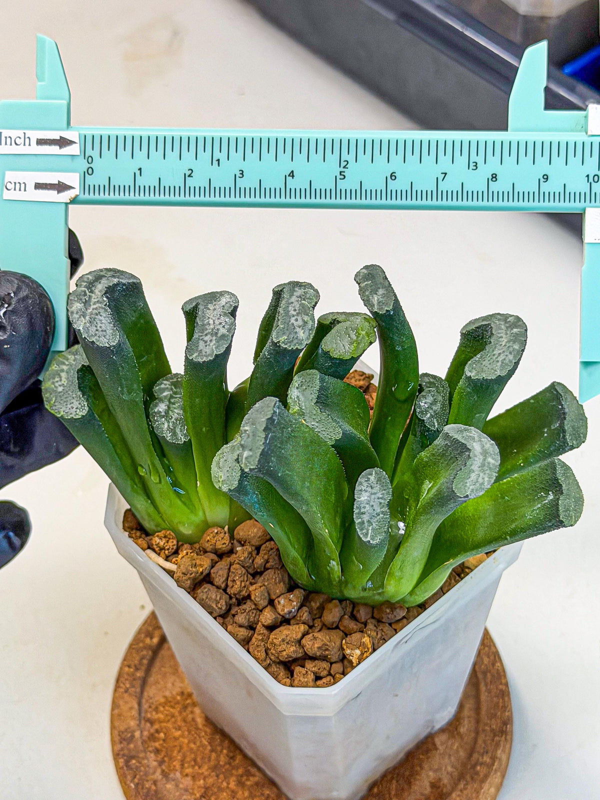 Haworthia Wuwen (wa3) (gg) | Rare Hybrids