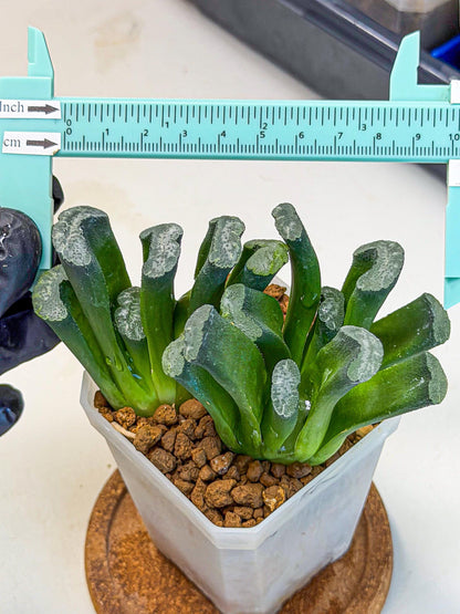 Haworthia Wuwen (wa3) (gg) | Rare Hybrids
