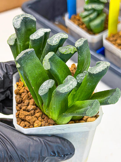 Haworthia Wuwen (wa3) (gg) | Rare Hybrids