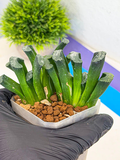 Haworthia Wuwen (wa3) (gg) | Rare Hybrids