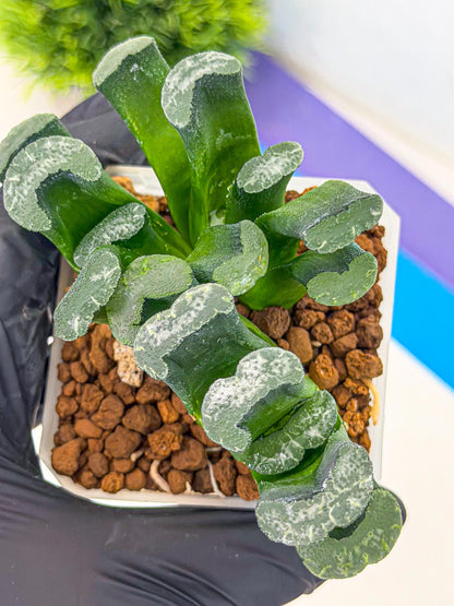 Haworthia Wuwen (wa3) (gg) | Rare Hybrids
