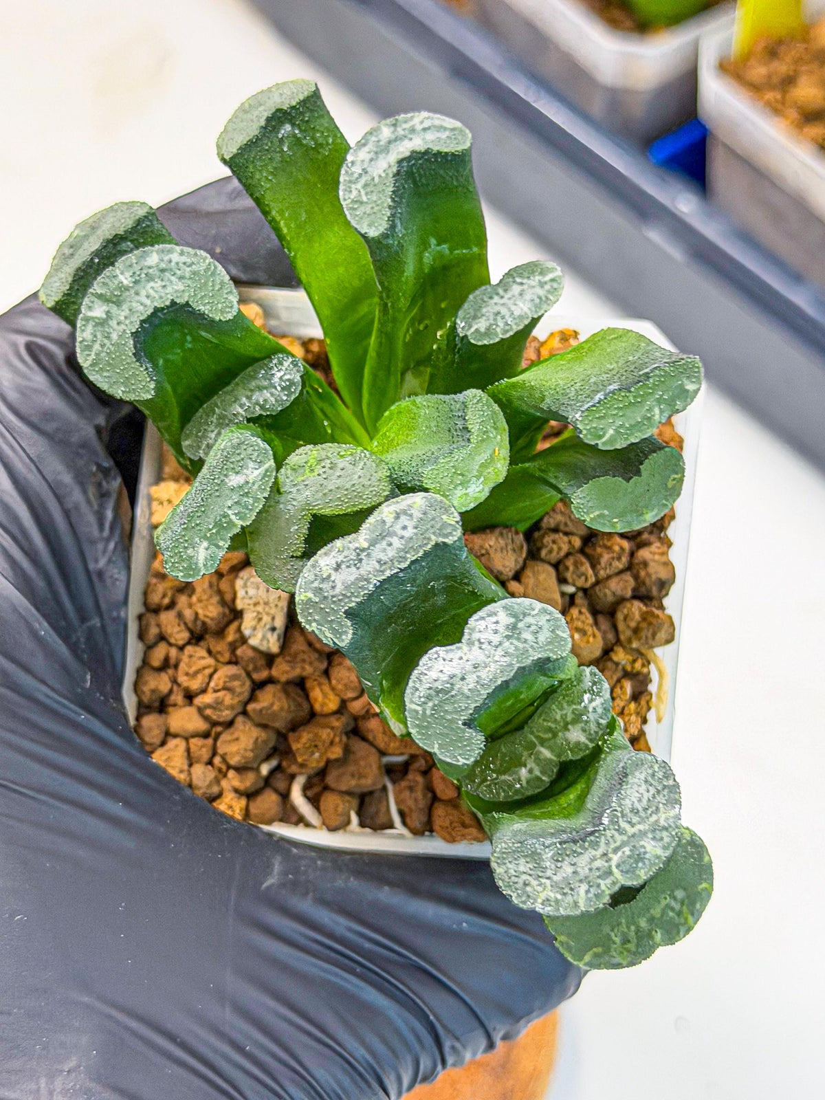 Haworthia Wuwen (wa3) (gg) | Rare Hybrids