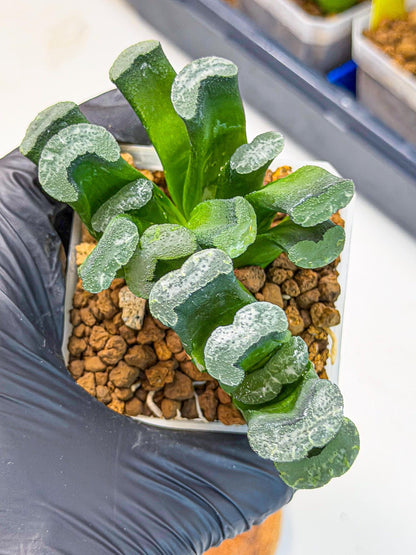 Haworthia Wuwen (wa3) (gg) | Rare Hybrids