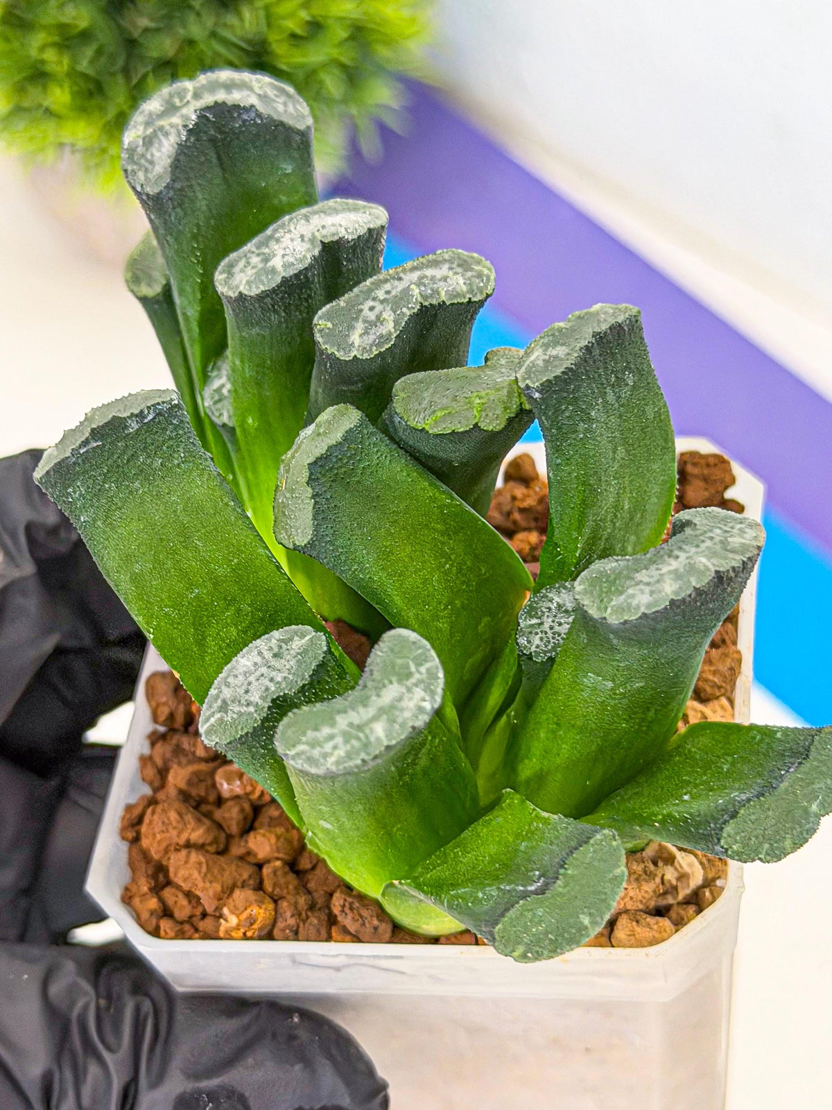 Haworthia Wuwen (wa3) (gg) | Rare Hybrids
