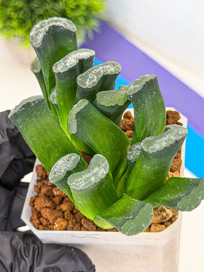 Haworthia Wuwen (wa3) (gg) | Rare Hybrids