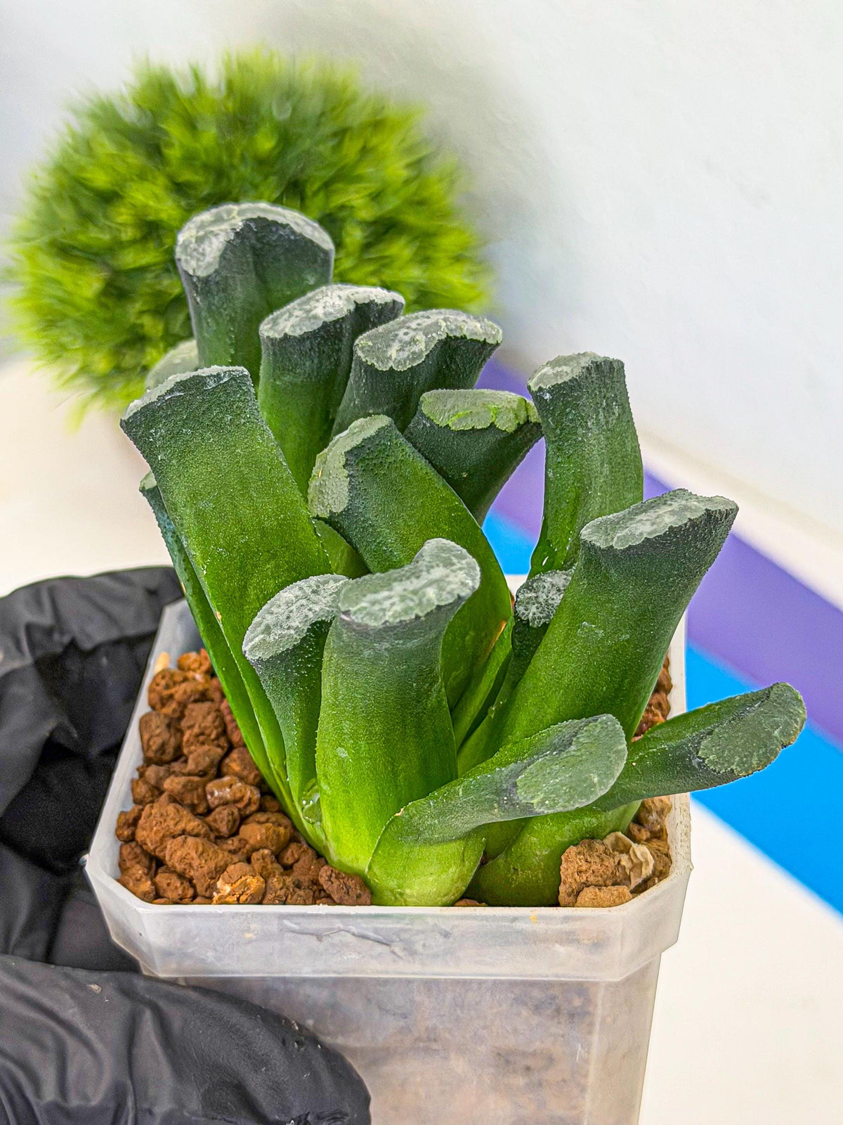 Haworthia Wuwen (wa3) (gg) | Rare Hybrids