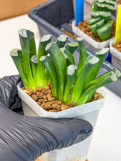 Haworthia Wuwen (wa3) (gg) | Rare Hybrids