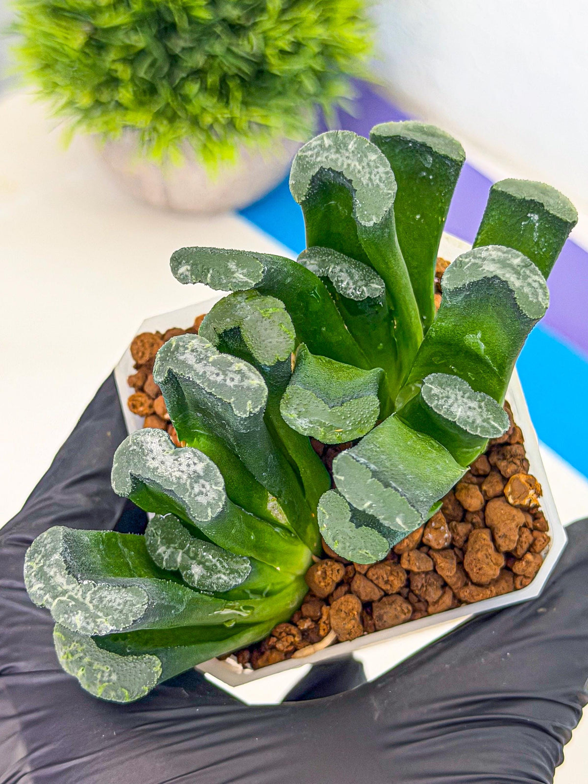 Haworthia Wuwen (wa3) (gg) | Rare Hybrids