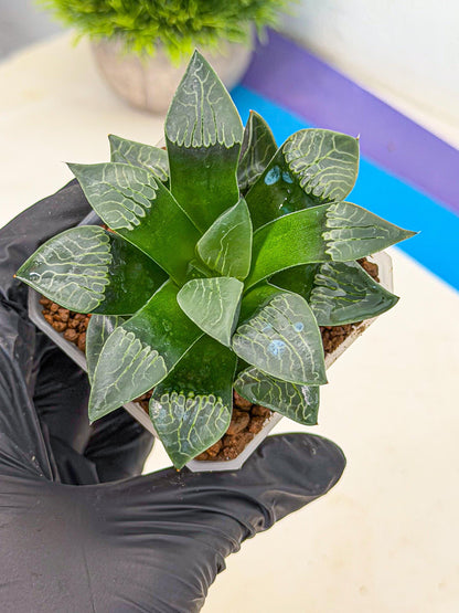 Haworthia Yueying (wa7) (r7) | Rare Import