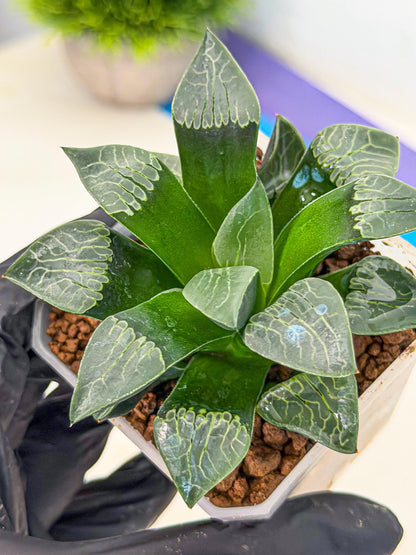Haworthia Yueying (wa7) (r7) | Rare Import