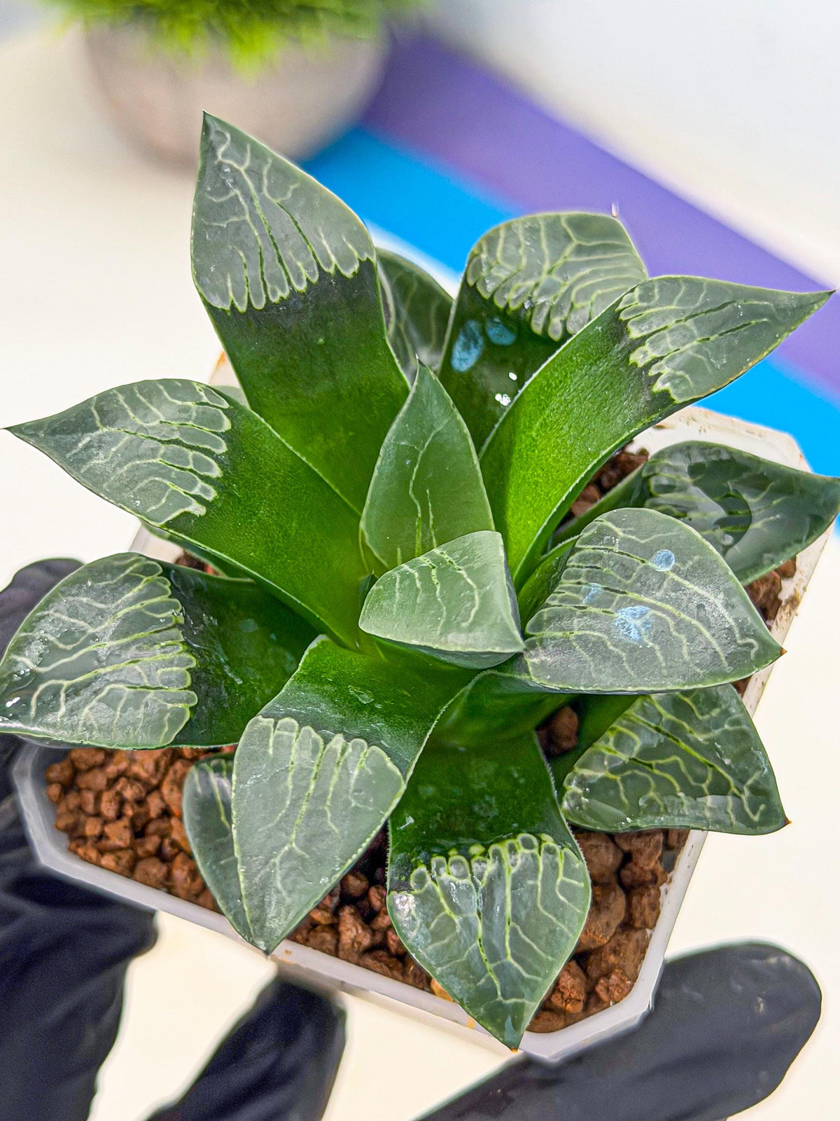 Haworthia Yueying (wa7) (r7) | Rare Import