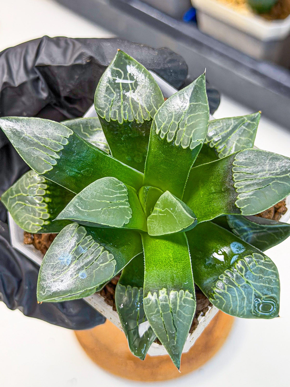 Haworthia Yueying (wa7) (r7) | Rare Import