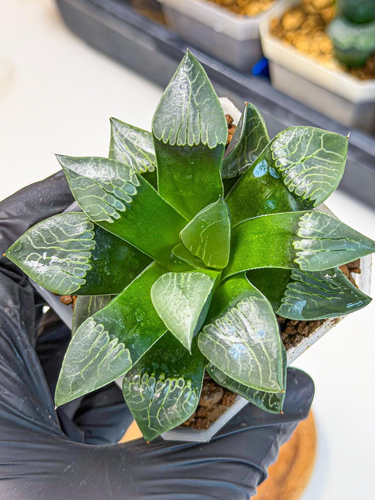 Haworthia Yueying (wa7) (r7) | Rare Import