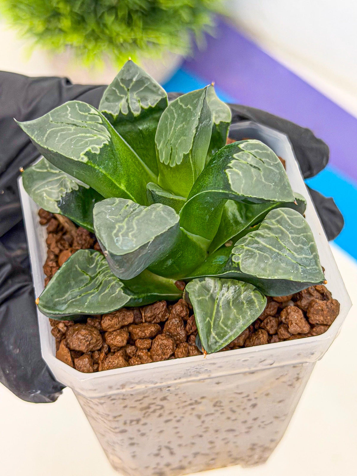 Haworthia Yueying (wa7) (g1) | Rare Import