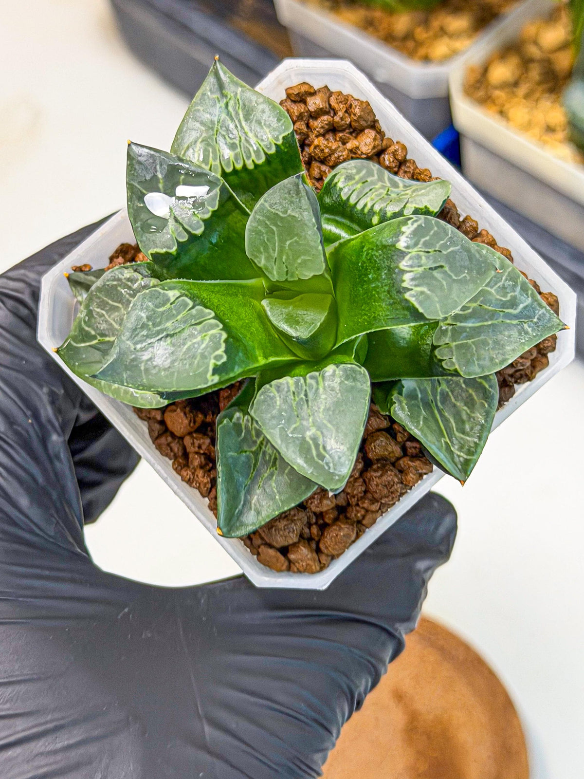 Haworthia Yueying (wa7) (g1) | Rare Import