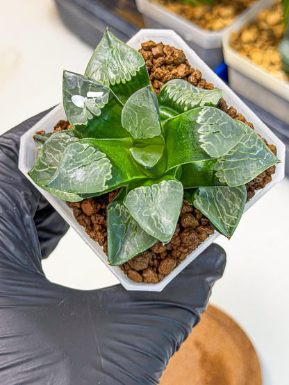 Haworthia Yueying (wa7) (g1) | Rare Import