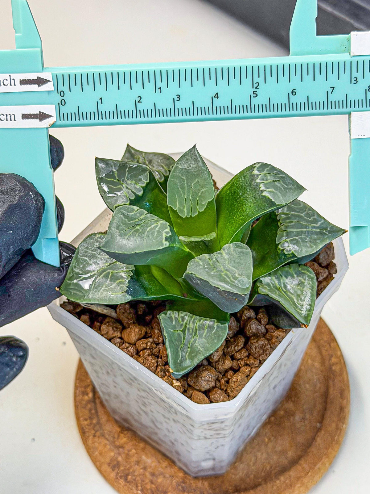 Haworthia Yueying (wa7) (g1) | Rare Import