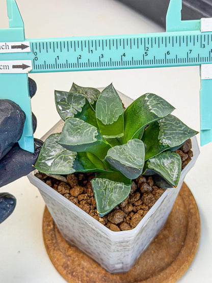 Haworthia Yueying (wa7) (g1) | Rare Import