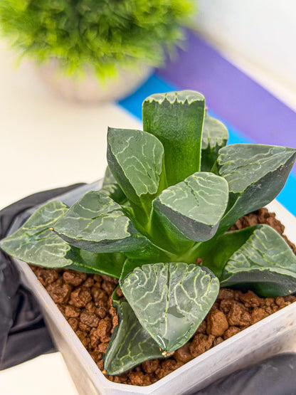 Haworthia Yueying (wa7) (g1) | Rare Import