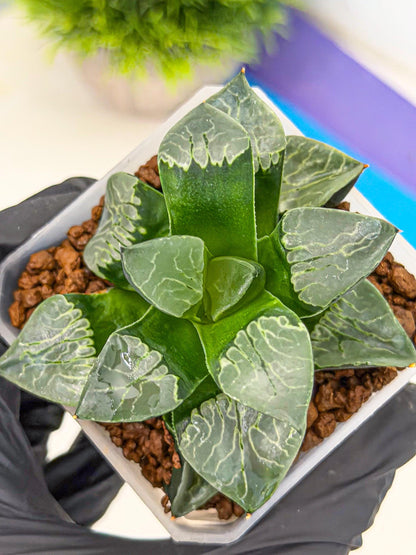 Haworthia Yueying (wa7) (g1) | Rare Import