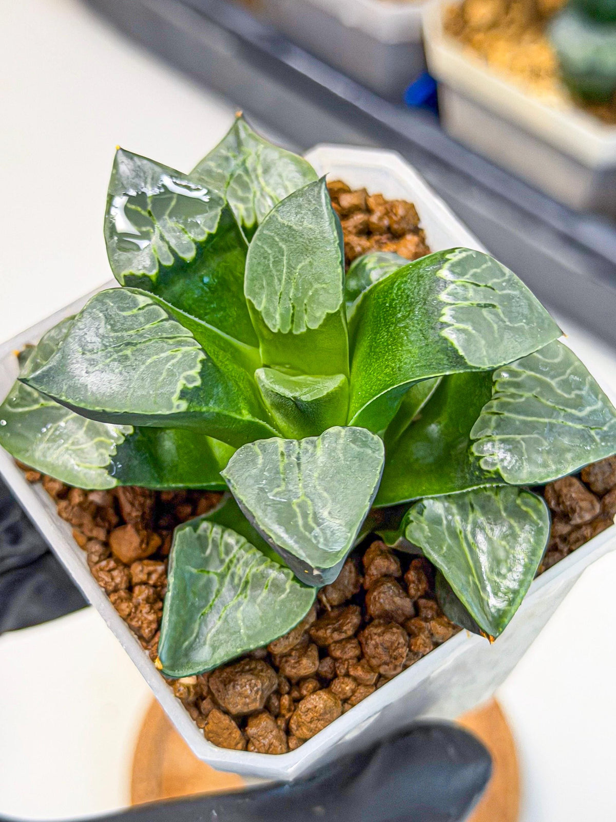 Haworthia Yueying (wa7) (g1) | Rare Import