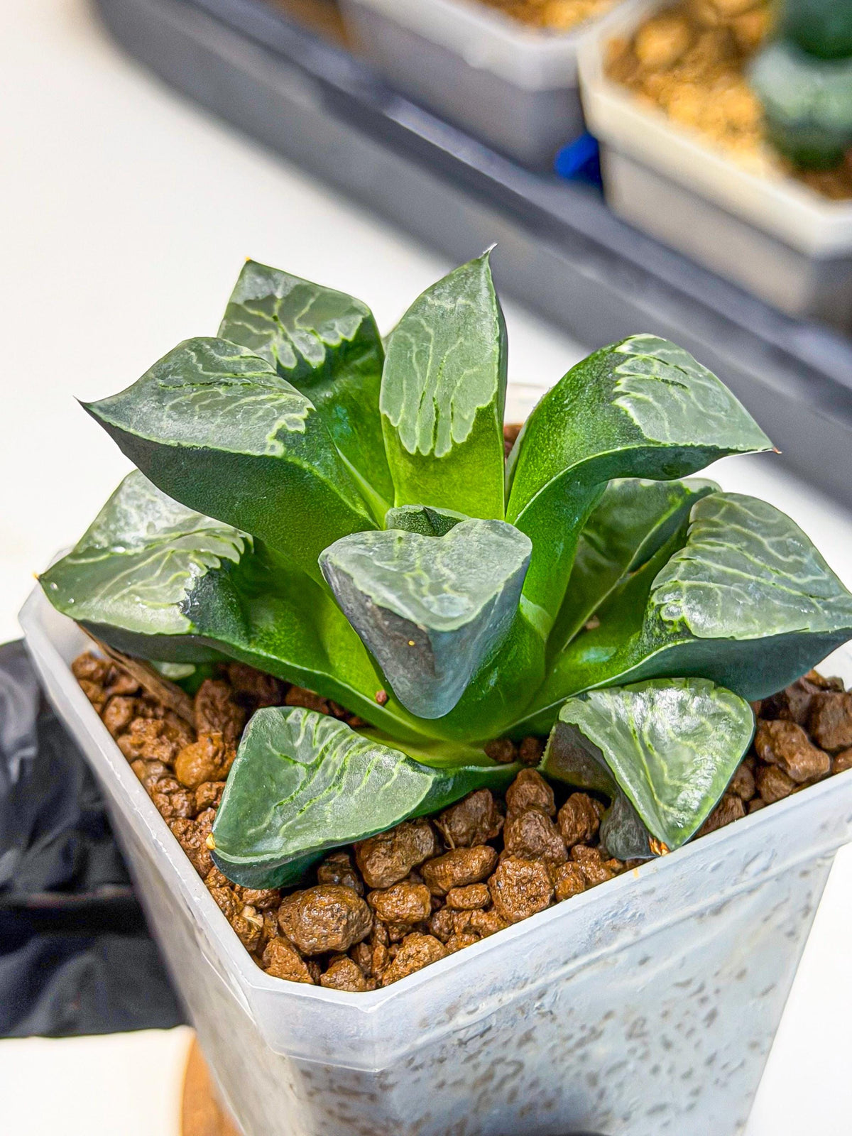 Haworthia Yueying (wa7) (g1) | Rare Import