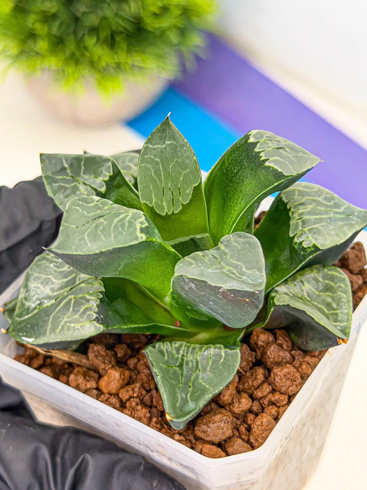 Haworthia Yueying (wa7) (g1) | Rare Import