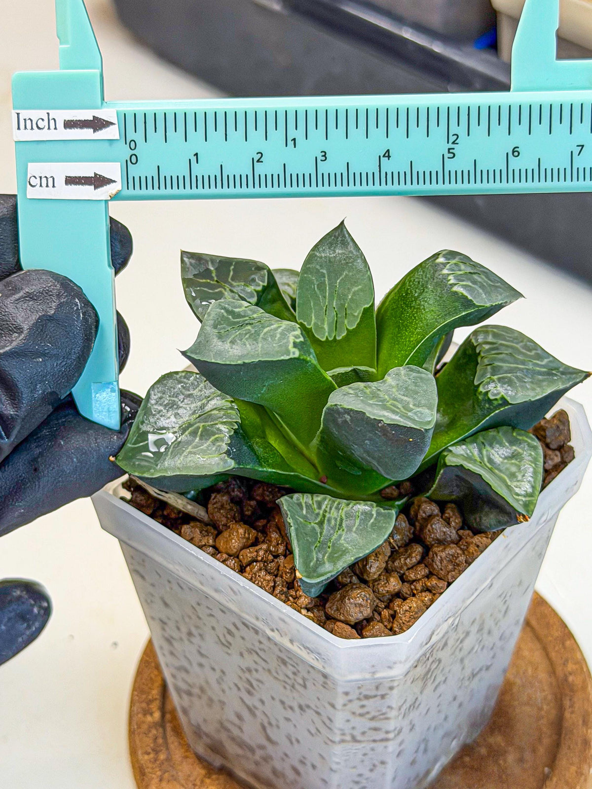 Haworthia Yueying (wa7) (g1) | Rare Import