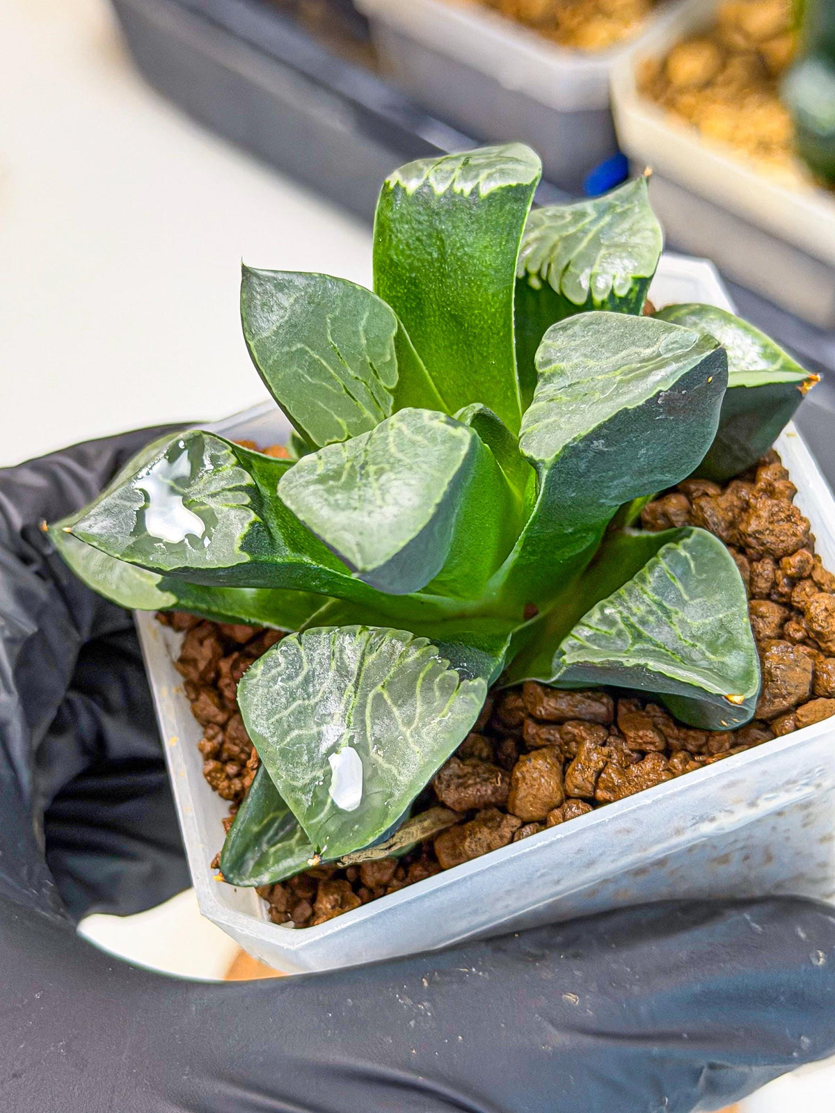 Haworthia Yueying (wa7) (g1) | Rare Import