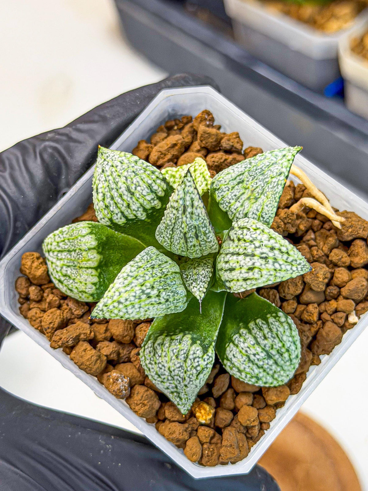 Haworthia Bojin (wa7) (b4) | Rare Import