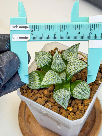 Haworthia Bojin (wa7) (b4) | Rare Import