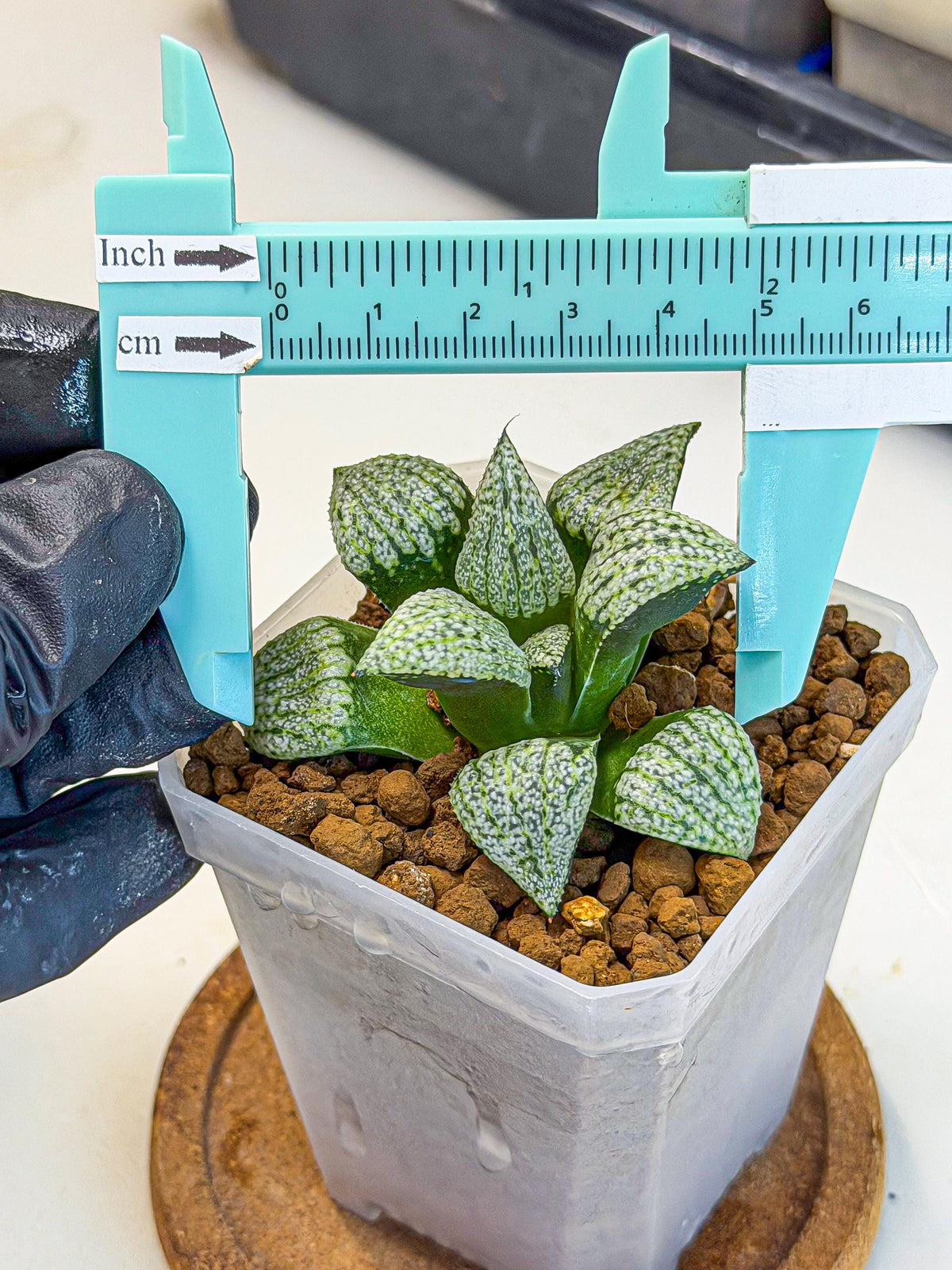 Haworthia Bojin (wa7) (b4) | Rare Import