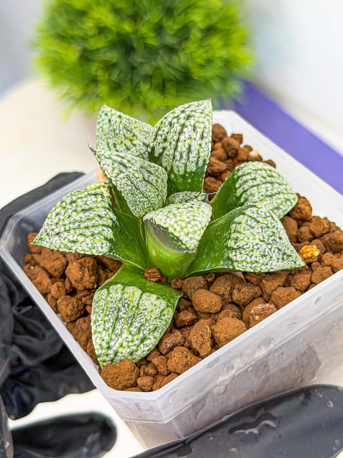 Haworthia Bojin (wa7) (b4) | Rare Import