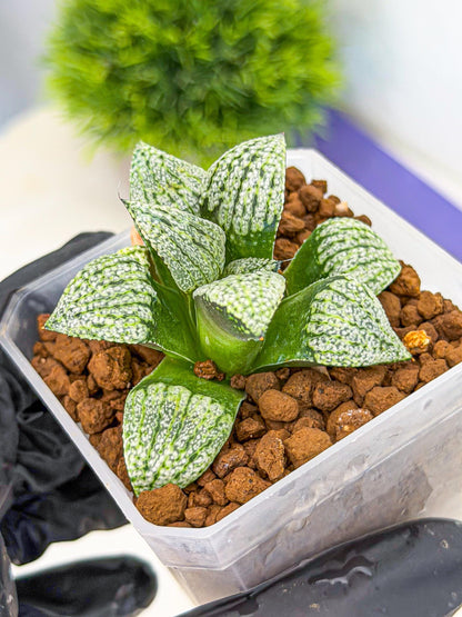 Haworthia Bojin (wa7) (b4) | Rare Import