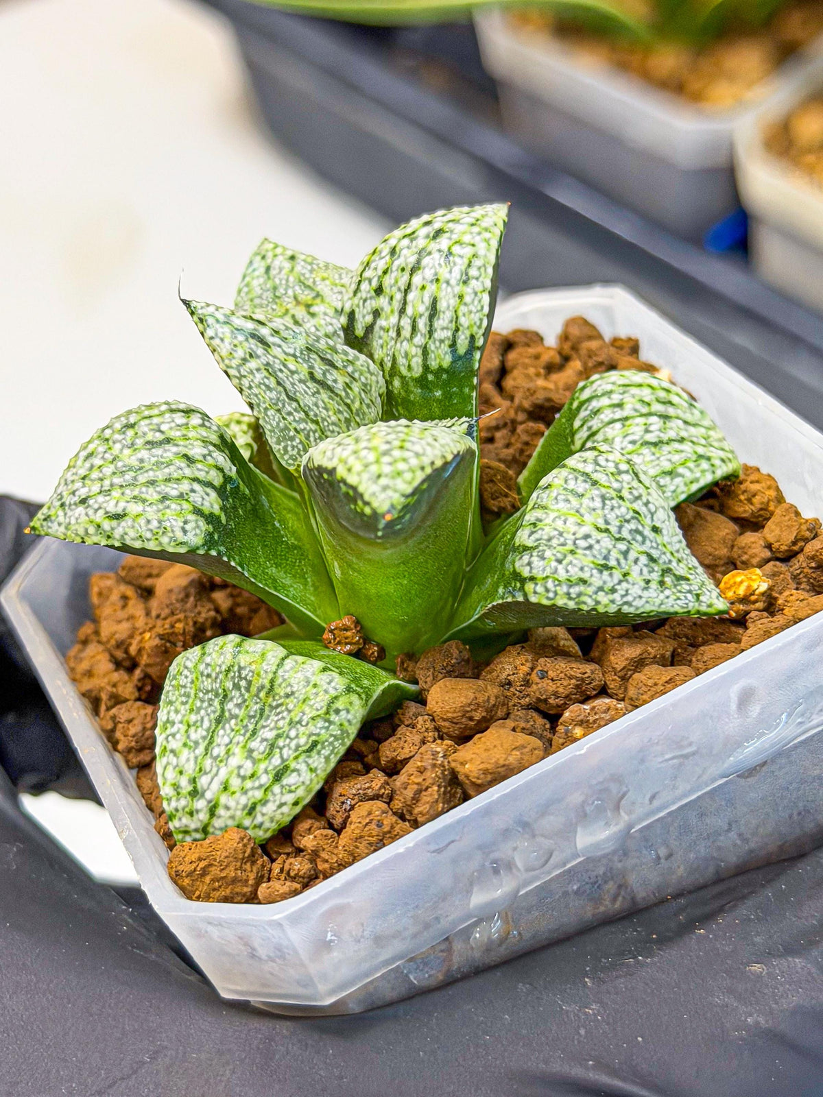 Haworthia Bojin (wa7) (b4) | Rare Import