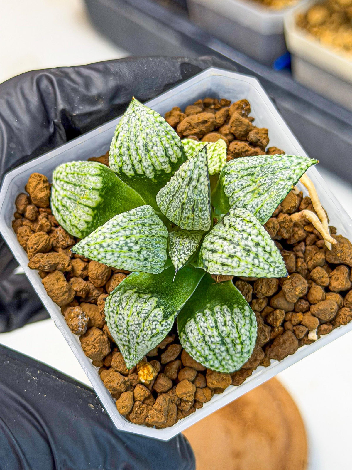 Haworthia Bojin (wa7) (b4) | Rare Import